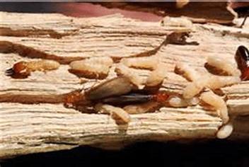 Drywood termites in wood