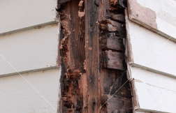 Damaged-Wood