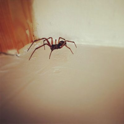 House spider crawling on floor